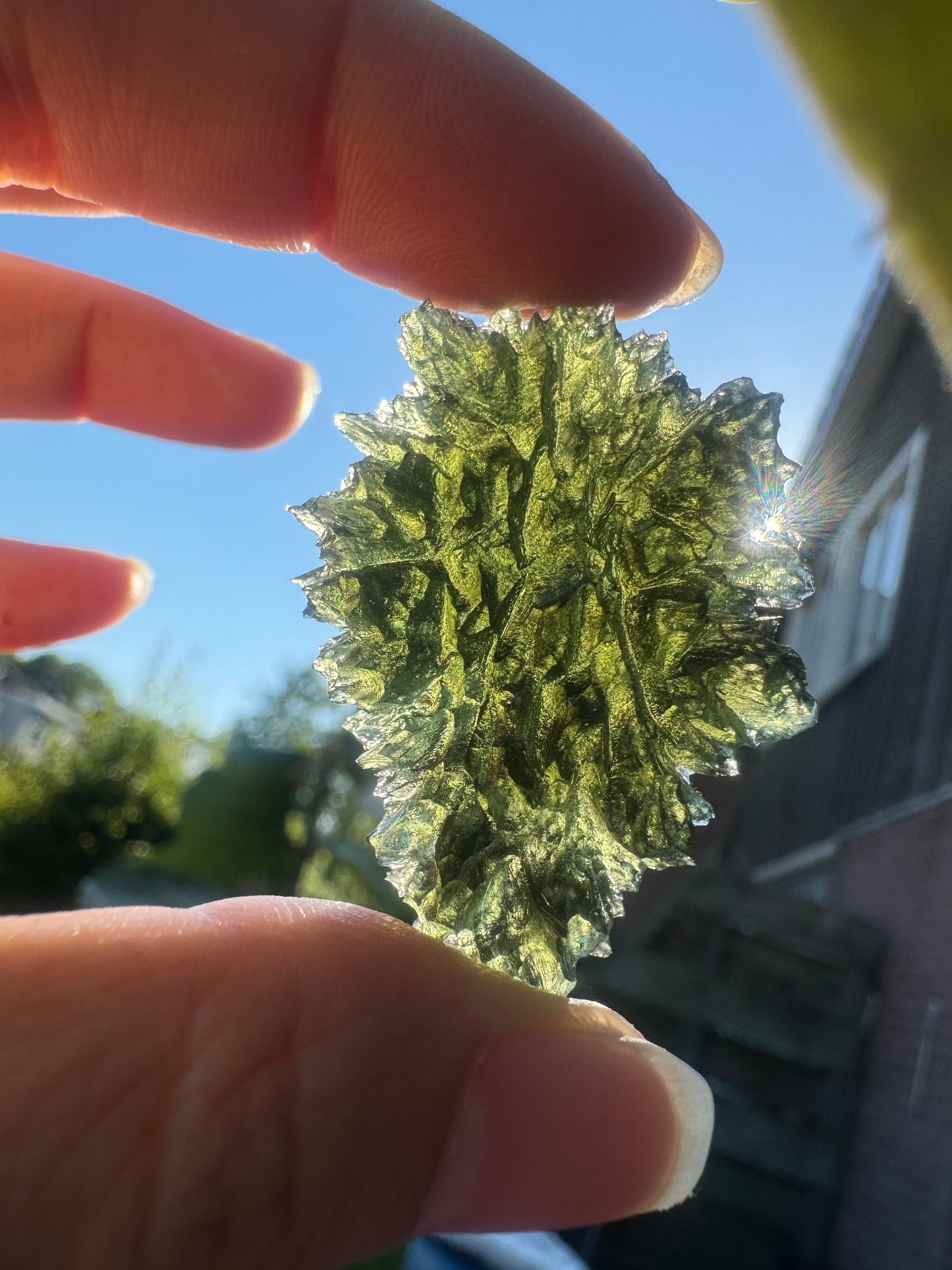 Besednice Jezkovna Igeltextur 12,4 g Besednice Drachenkopf AAA-Qualität