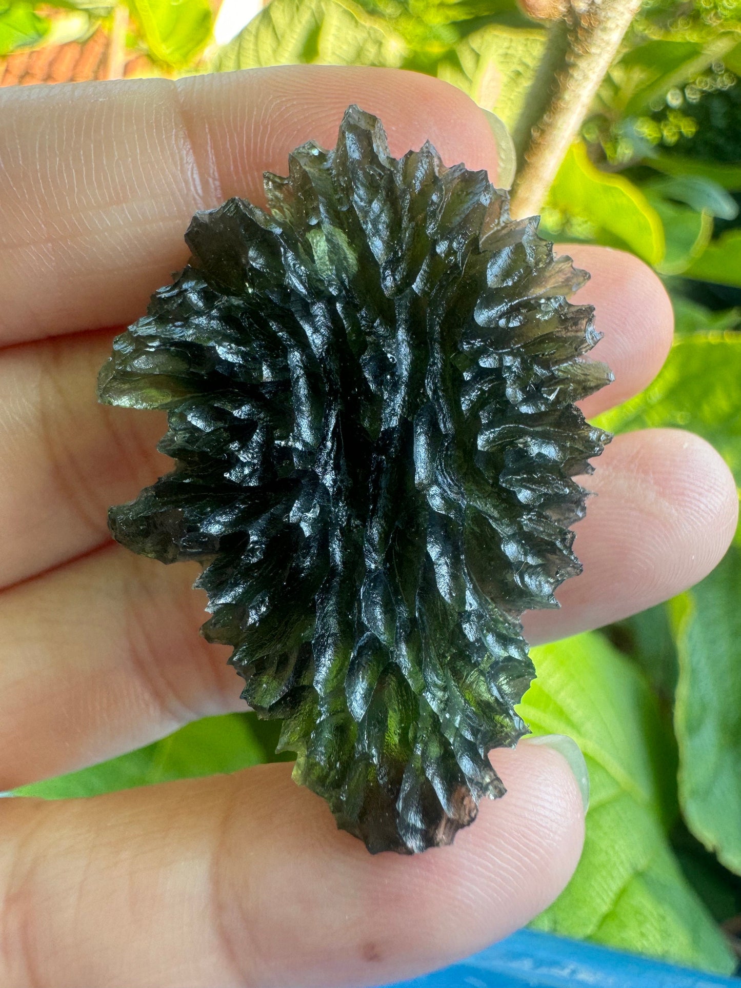 Besednice Jezkovna Igeltextur 12,4 g Besednice Drachenkopf AAA-Qualität