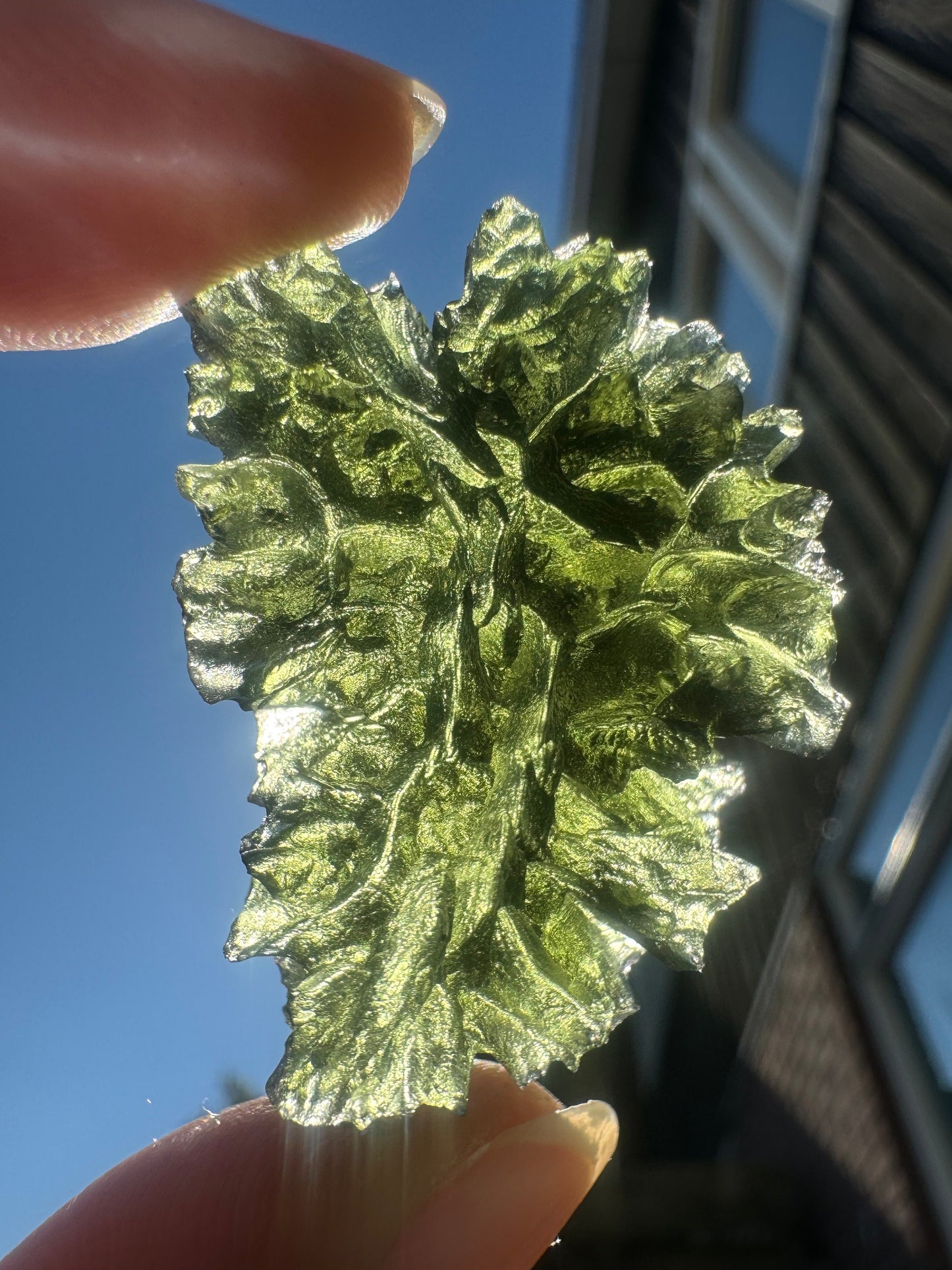 Besednice Jezkovna textura erizo 10,73 g forma de medio disco sin daños visibles