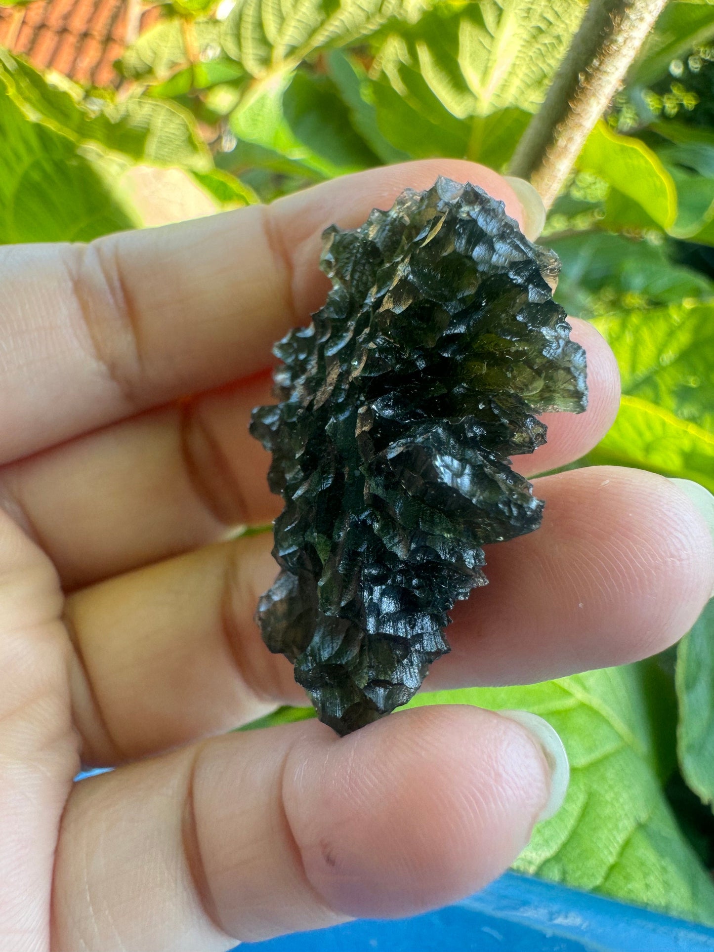 Besednice Jezkovna Igeltextur 12,4 g Besednice Drachenkopf AAA-Qualität
